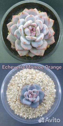 Эхеверия Джакал