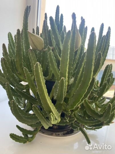 Комнатный цветы Стапелия