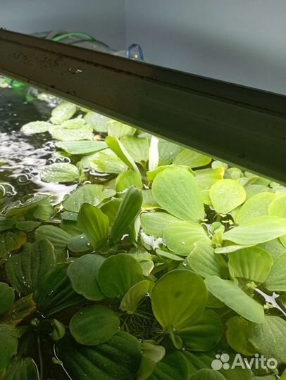 Растения пистия