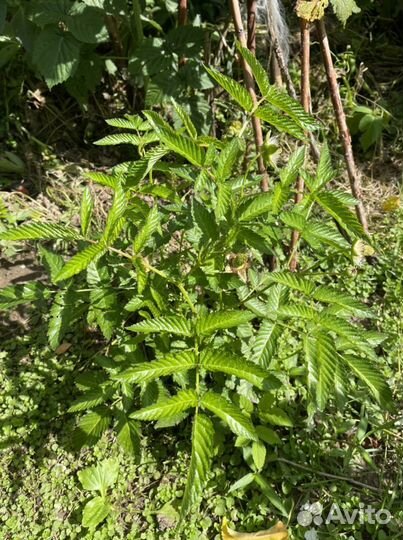 Тибетская малина саженцы