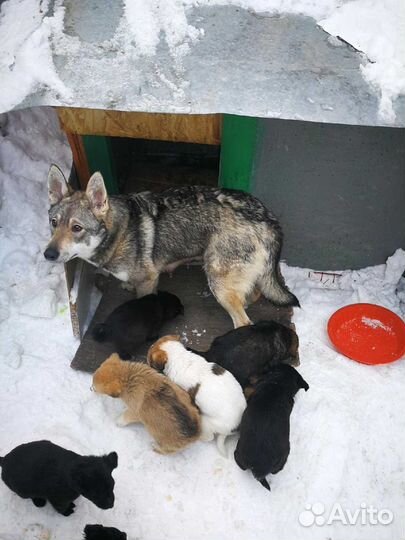 Будка для собаки, утепленная со всех сторон