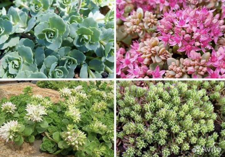 Почвопокровные растения Цветы