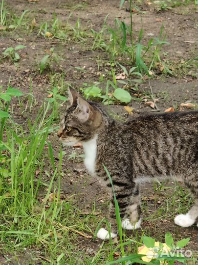 Кошка котёнок подросток в добрые руки