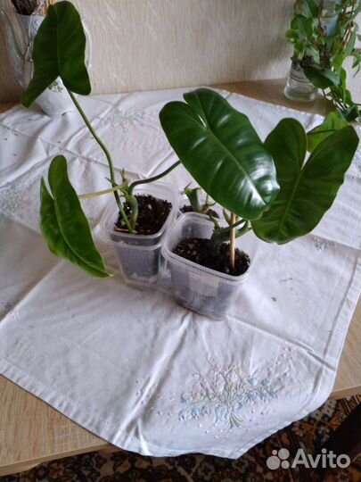 Псевдоэрантемум багряный, драцена, филодендрон