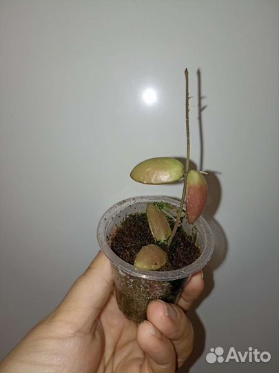 Хойя. Черенки