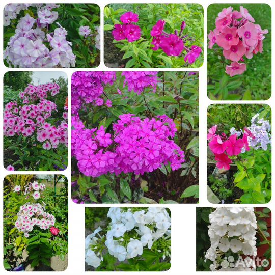 Цветы для сада