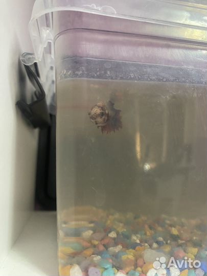 Рыбка петушок