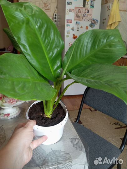 Цветок женское счастье