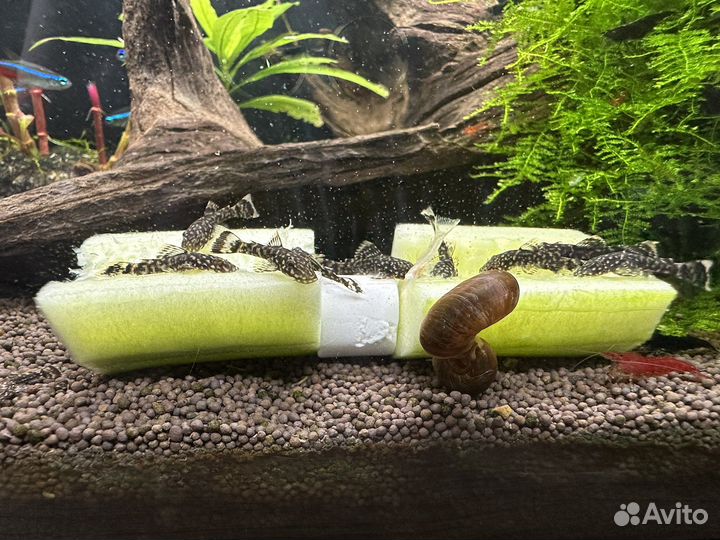 Сомики анциструсы