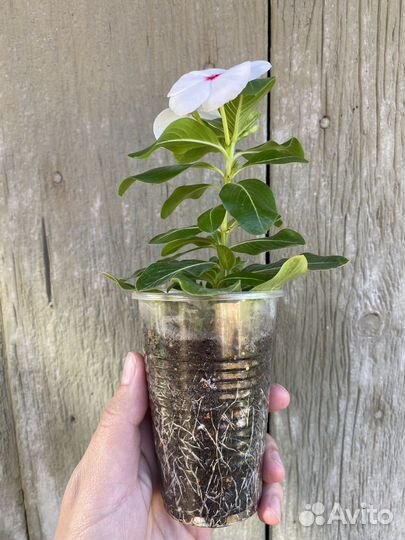 Катарантус