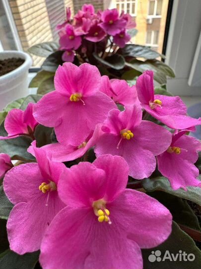 Домашние цветы - фиалки, толстянка