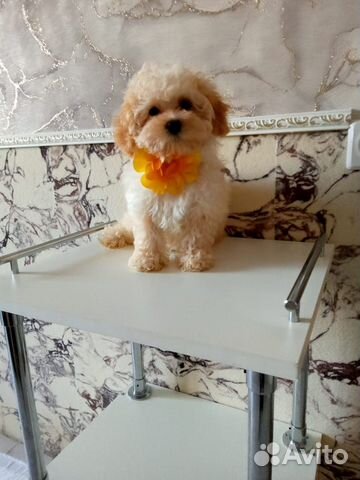 Умная Мальтипу Камилла f1