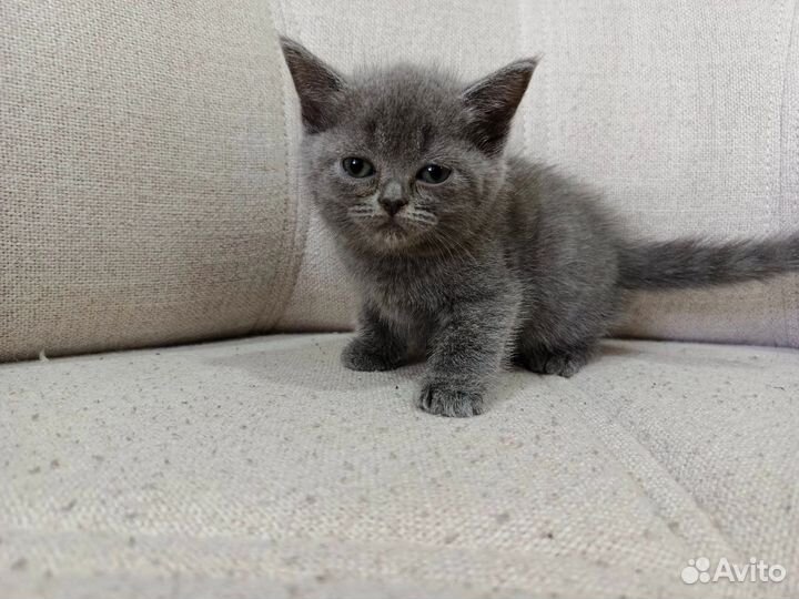 Котята Шотландские