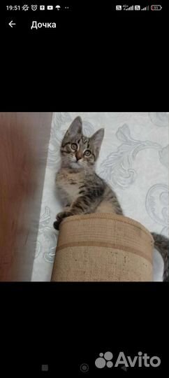 Кошка в дар бесплатно