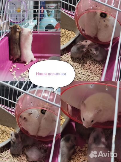 Сирийский хомяк