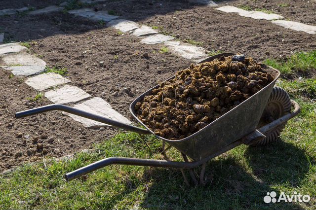 Перегной, конский навоз