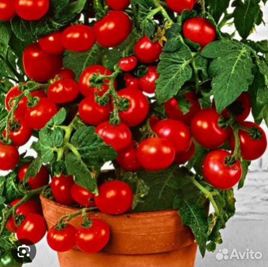 Черри балконные