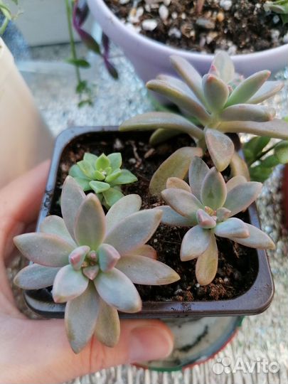 Суккуленты