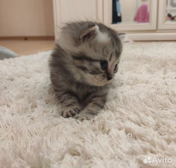 Шотландская кошечка