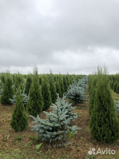 Туи садовые