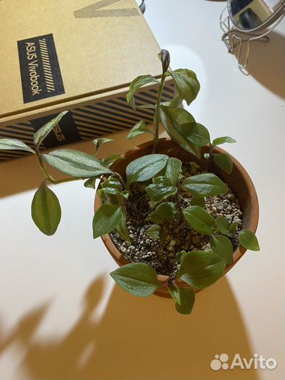 Традесканция