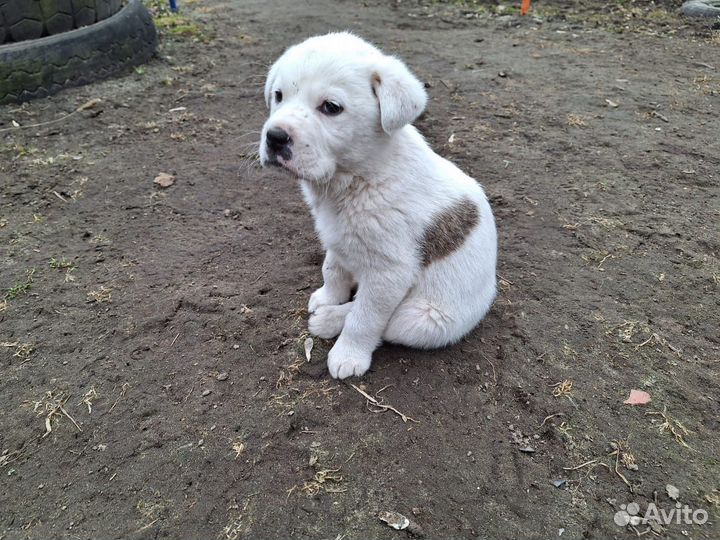 Щенки в добрые руки