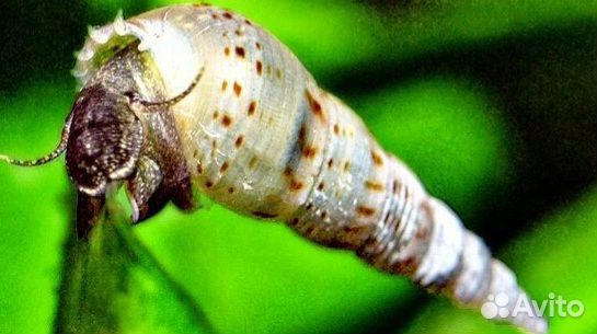 Улитка Мелания