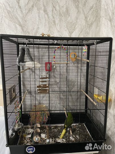 Попугаи какарики пара (+с клеткой под ключ)