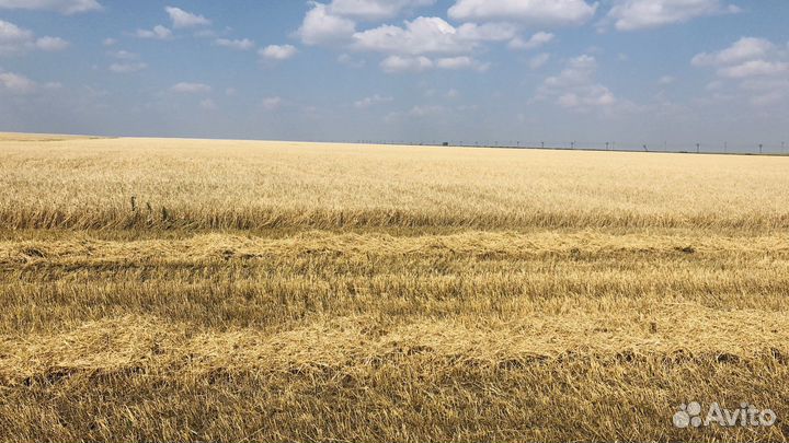 Семена ячменя