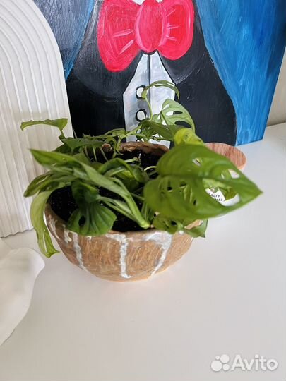 Монстера манки