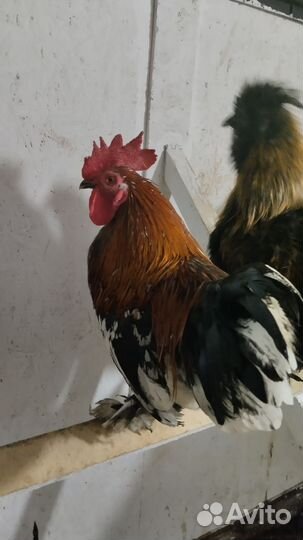 Петушки молодые, домашние