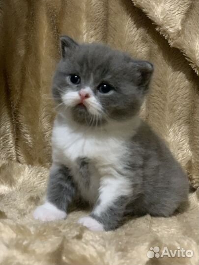 Плюшевые малыши