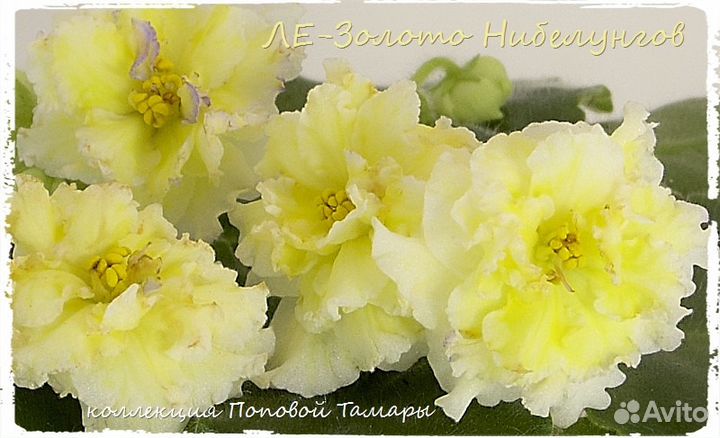 Фиалки коллекционные