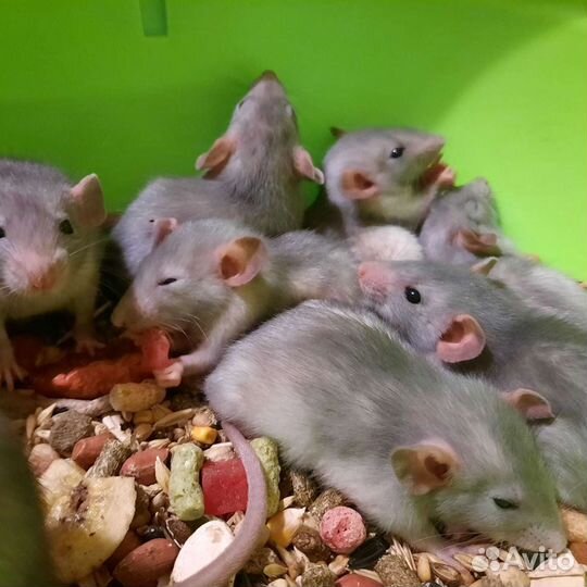 Крысята, крыса Дамбо. Проф. питомник. Клетки, корм
