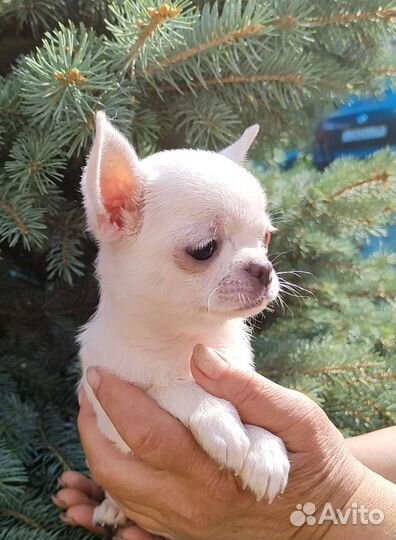Чихуахуа 3 месяца