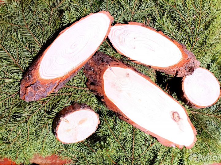 Торцевые спилы деревьев