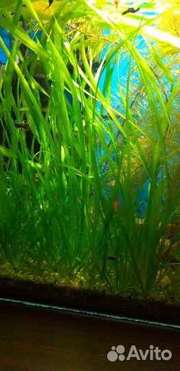 Растения в аквариум