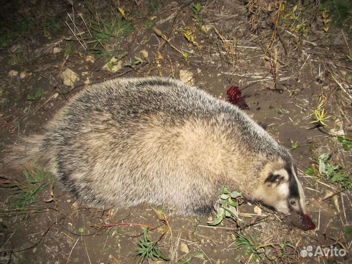 Барсучий жир