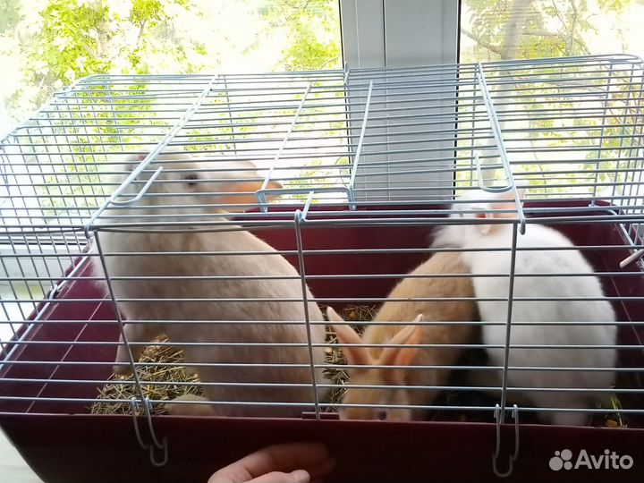 Декоративные кролики