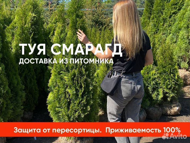 Туя