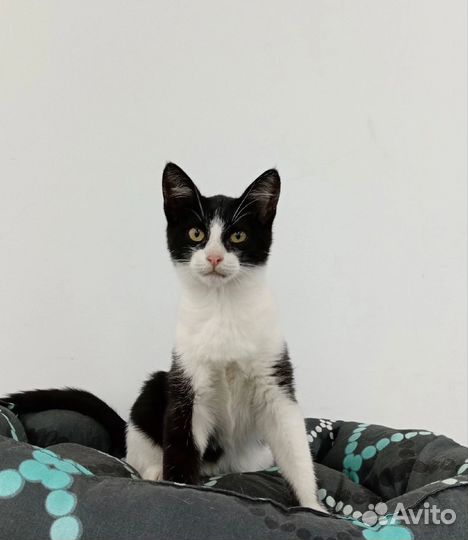 Котенок мальчик