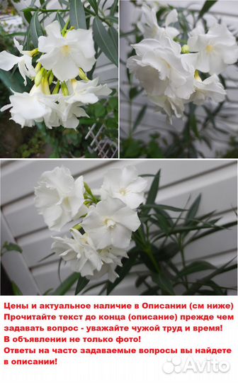 Олеандры махровые ароматные