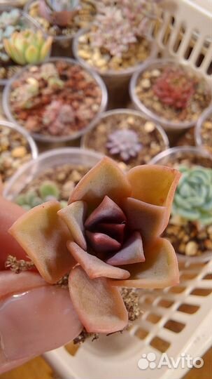 Суккуленты