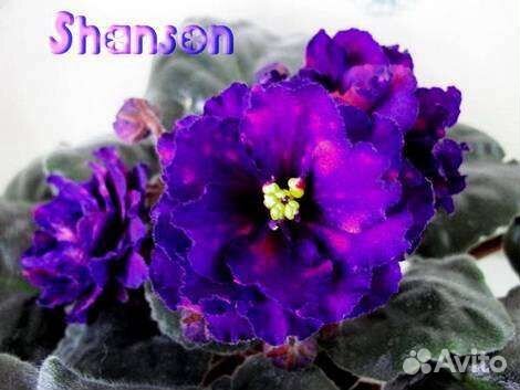 Детка сортовой фиалки 