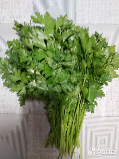 Петрушка садовая