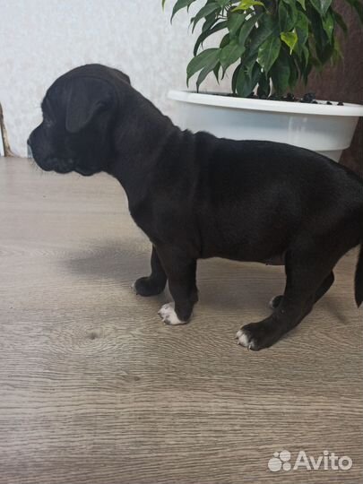 Стаффордширский терьер