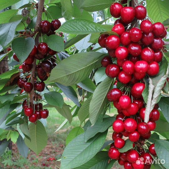 Саженцы колоновидной черешни Сильвия