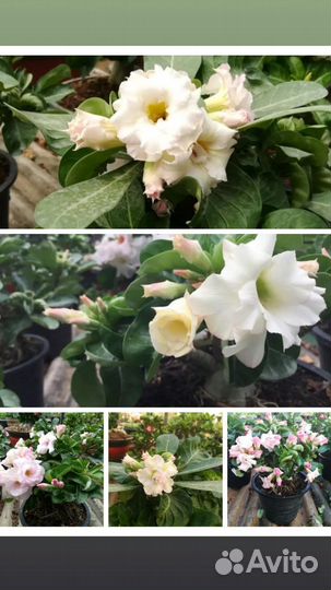 Семена адениума DHA