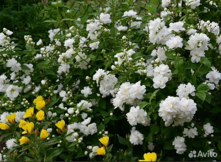 Чубушник Snowbelle (Сноубелль)