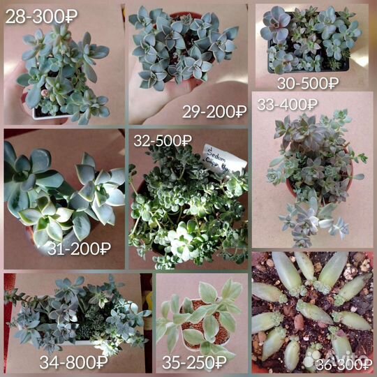 Суккуленты 1